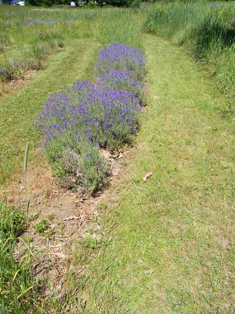 The Lavender Labyrinth That Makes Every Visit Memorable