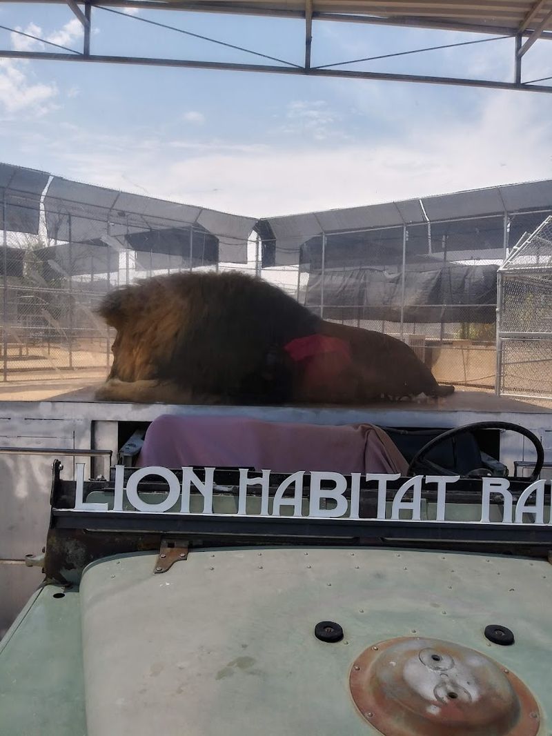 Guests Can Learn How Lions Communicate And Behave