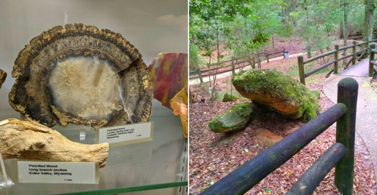 The Little-Known Fossil Museum Park In Mississippi That’s Totally Worth The Drive This Season