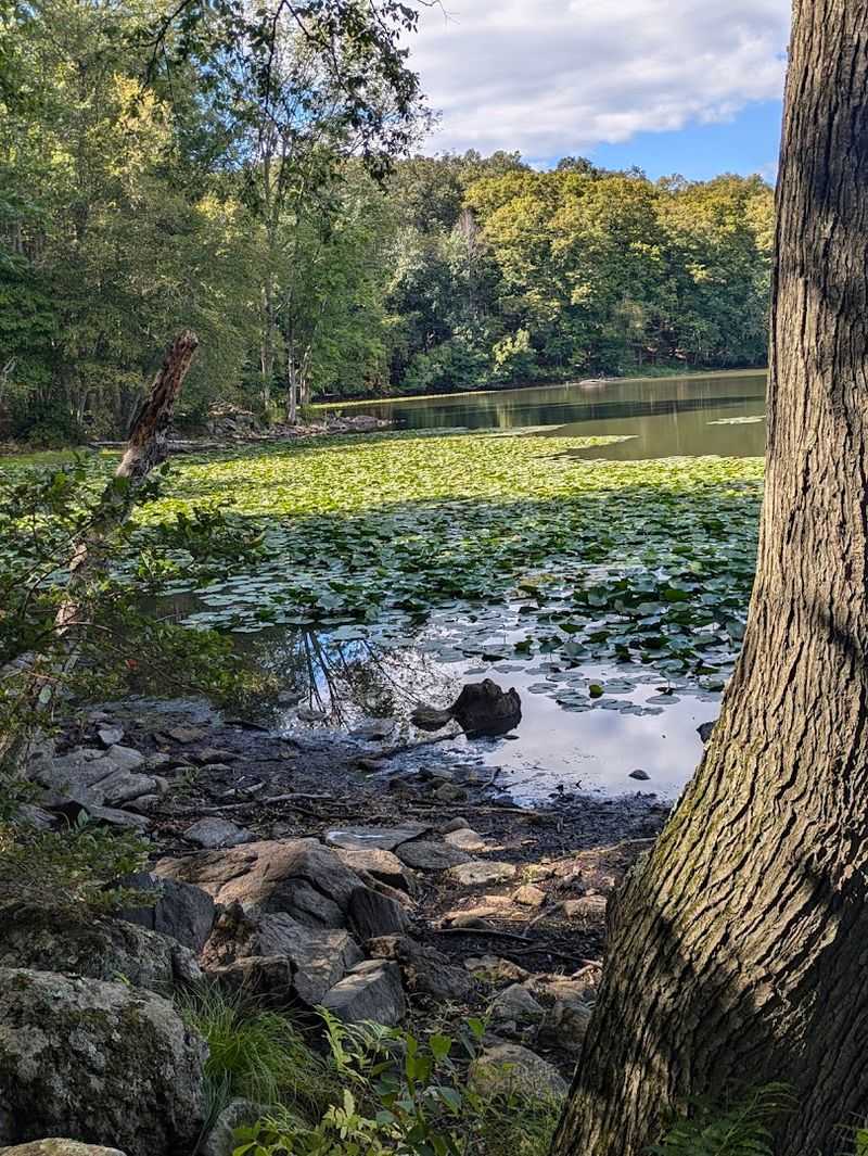 Spotted Turtles And Box Turtles Are The Real Stars