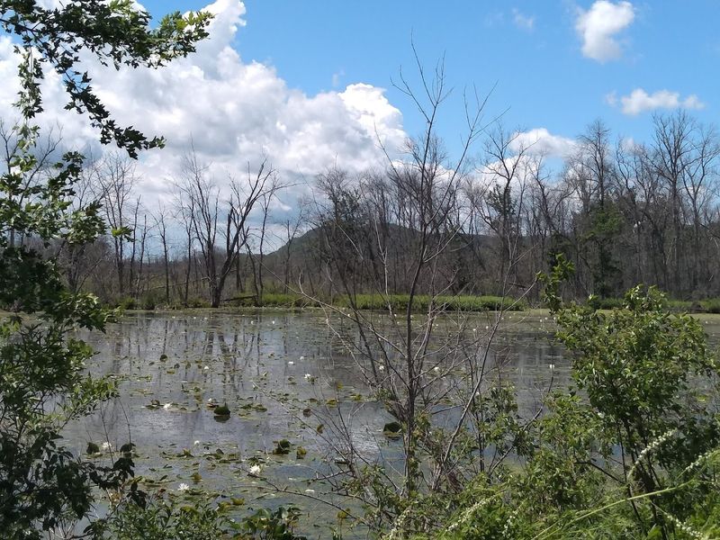 Bald Eagles, Tundra Swans, Geese, And Ducks Are Common Highlights