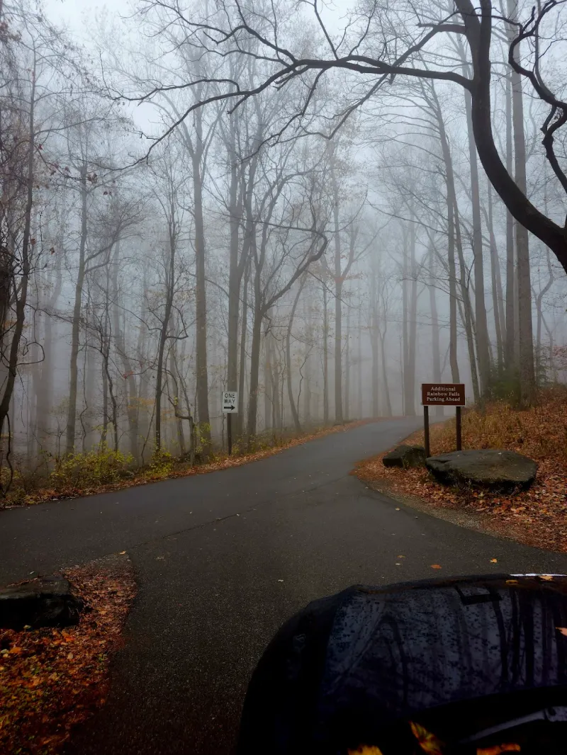 Old-Growth Forest So Dense It Feels Prehistoric