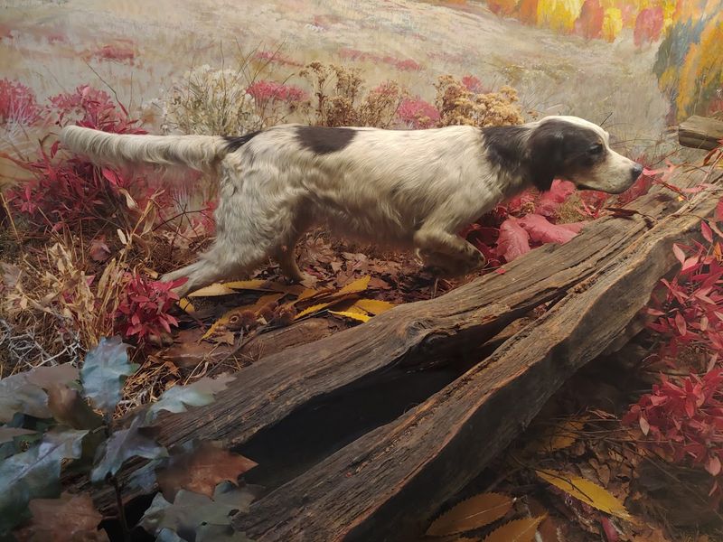 Count Noble: The Most Famous Preserved Dog You Have Never Heard Of