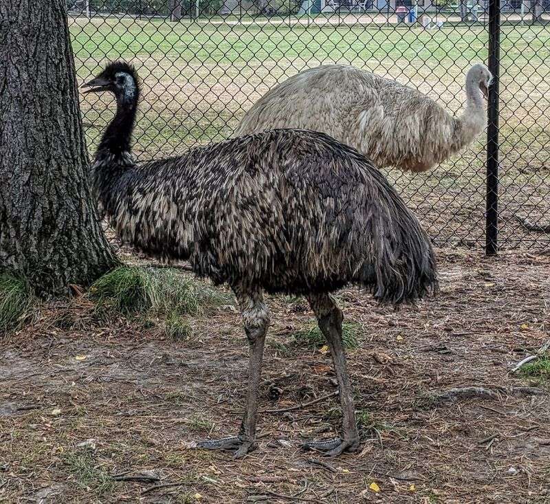 The Woodlands Area Adds Wallabies, Ostriches, Tortoises, And More