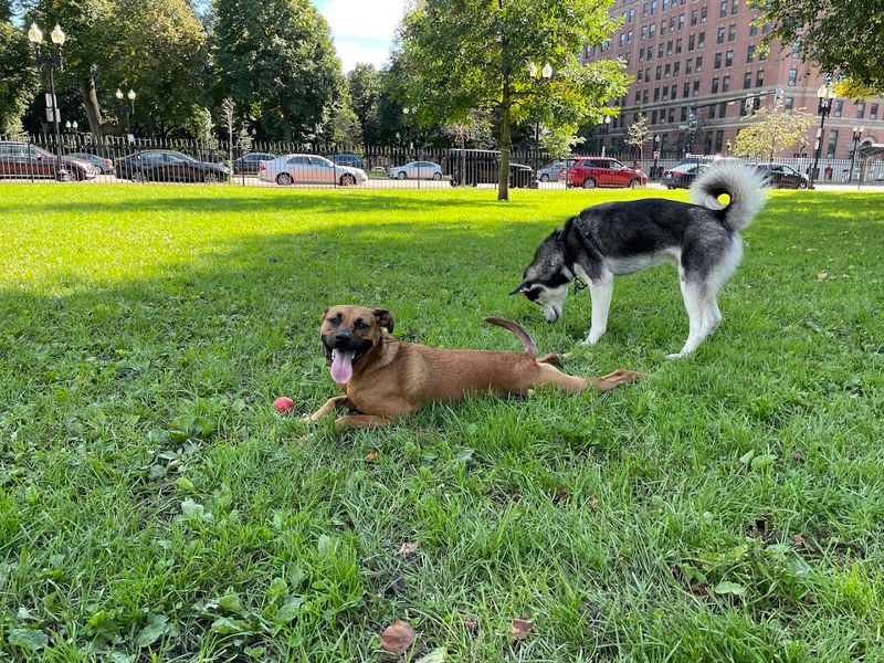 Dogs, Owners, And The Unofficial Culture Of The Park