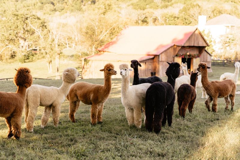 How To Plan Your Visit And Make The Most Of Your Time At The Farm
