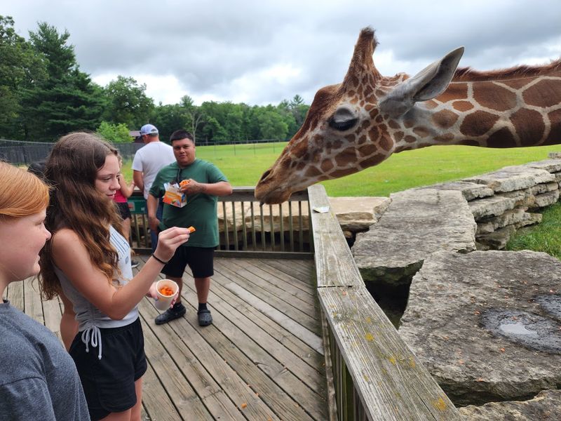 Guests Can Feed Giraffes From A Special Feeding Deck