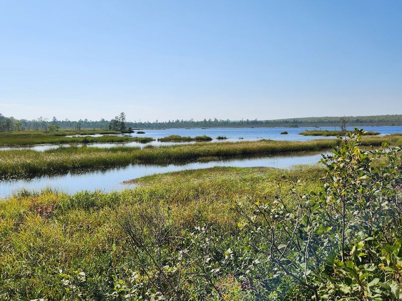 Floating Sphagnum Mats Help Shape The Wetland