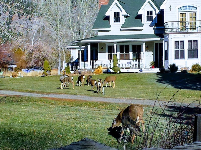 The Town Is Close To Lake Tahoe Without Feeling Crowded