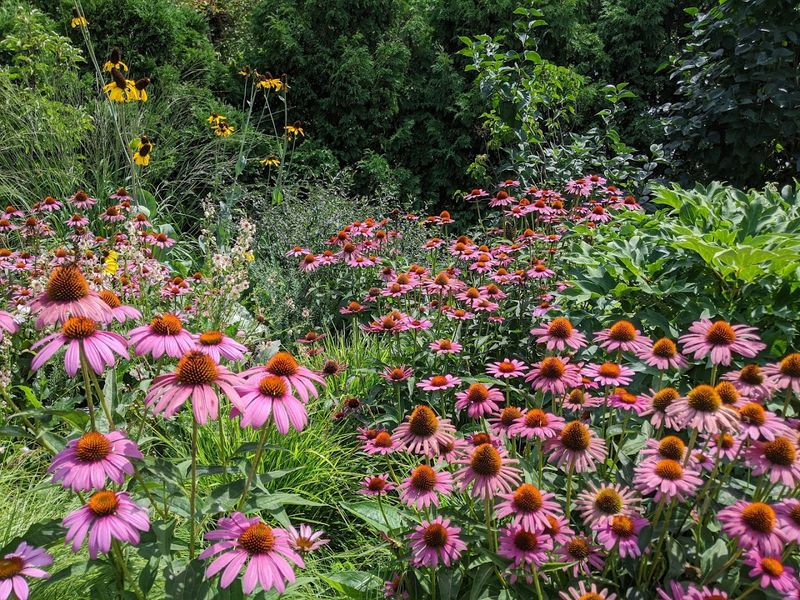 The Perennial Garden Adds Colour Throughout The Growing Season