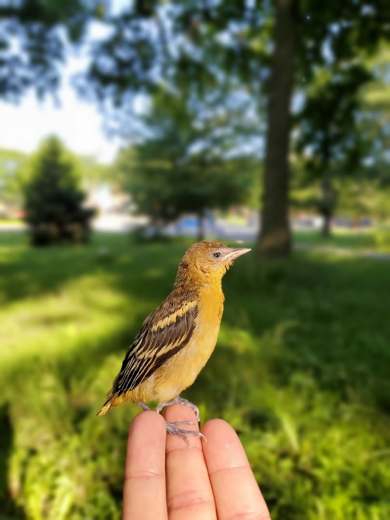 Education, Birding Walks, And Community Outreach