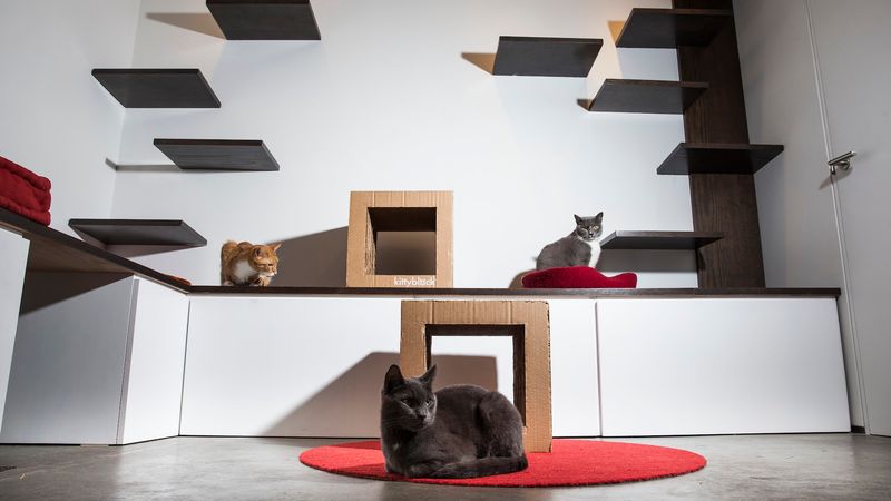 Koneko Cat Cafe