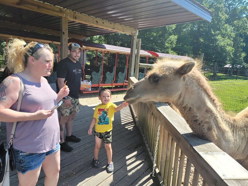 Camel Feeding Makes The Visit Feel More Hands-On