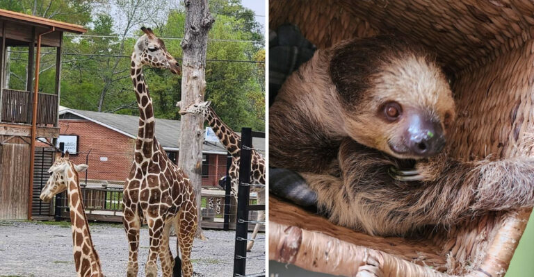 These Cozy Zoos In Mississippi Let You See Sloths, Tigers, And Giraffes Up Close