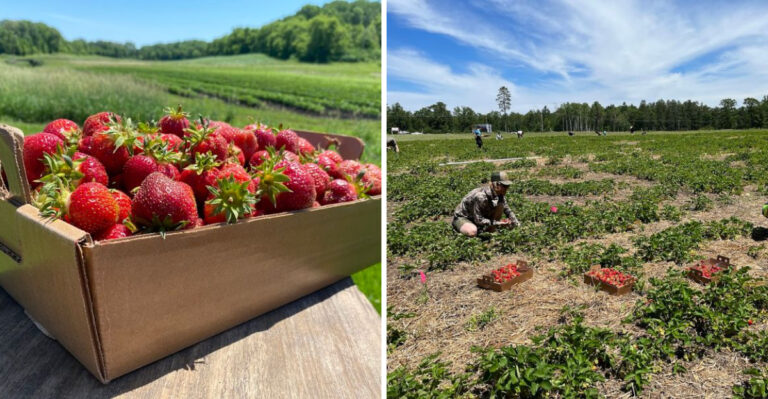 These Wisconsin Farms Are Bursting With Pick-Your-Own Strawberries In June