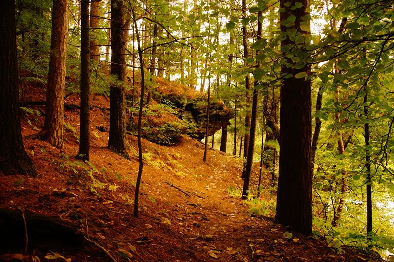 An Easy Walk Through The Woods