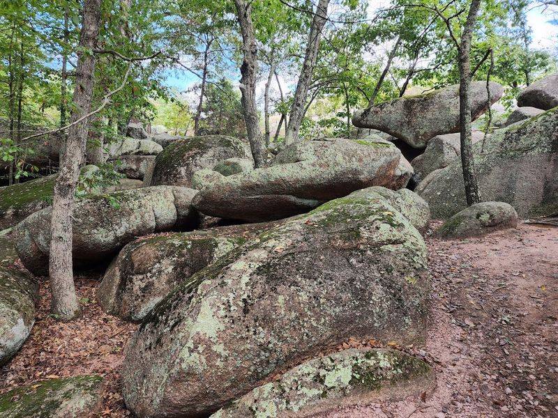 Wildlife Watching Opportunities In Natural Habitats