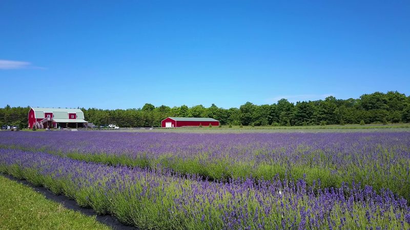The Farm Covers 21 Acres On Washington Island