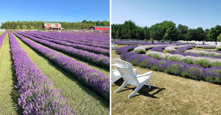 This 21-Acre Wisconsin Farm With Over 20,000 Lavender Plants Is A Fragrant Summer Escape