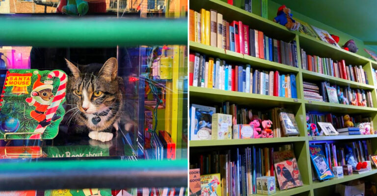 This Charming New York Bookstore Combines Endless Aisles With Adorable Resident Cats