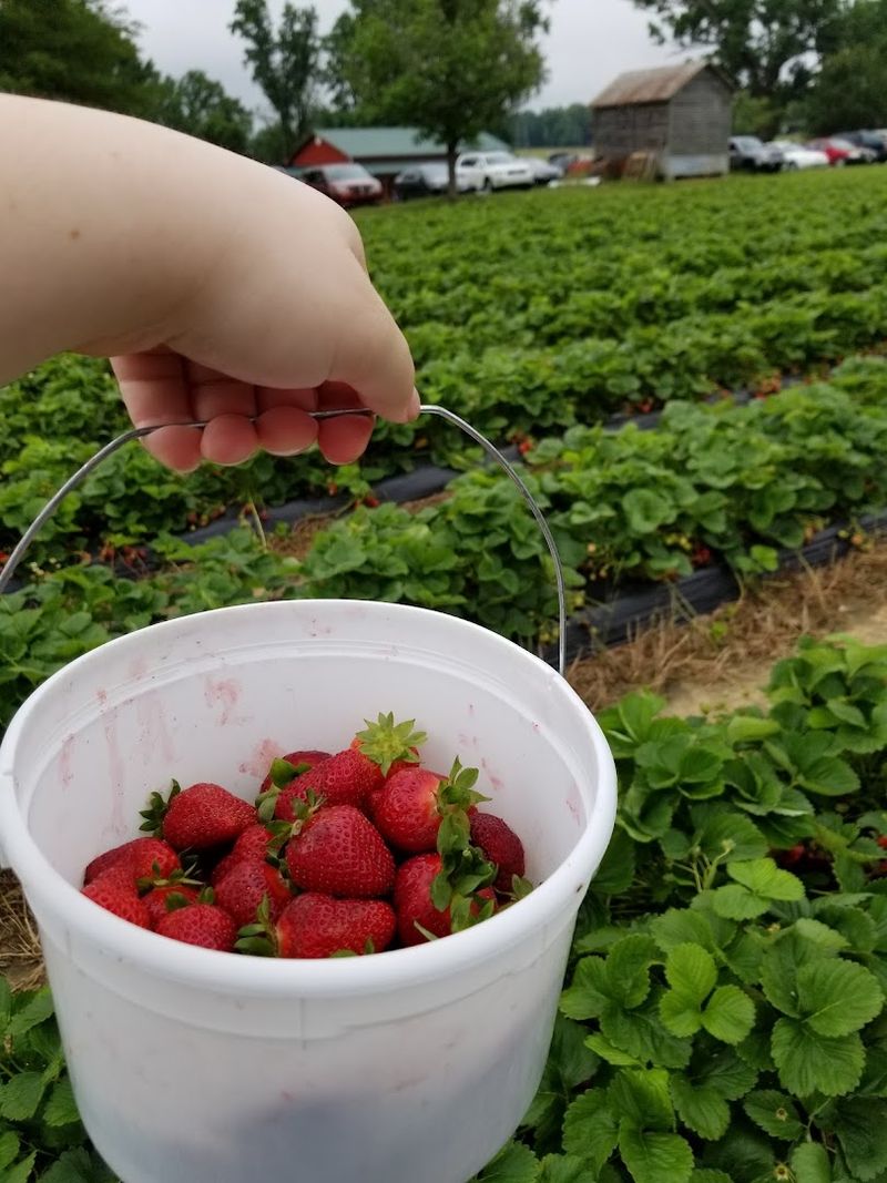 Berry Varieties Available For Picking