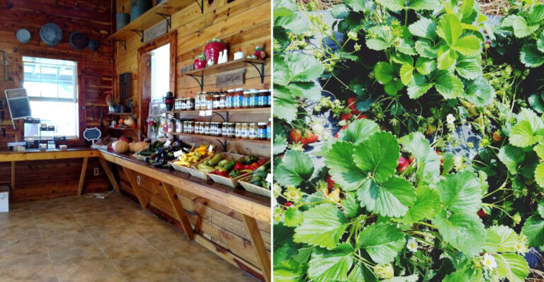 This Charming North Carolina Berry Farm Lets You Pick Your Own Fruit And Taste Fresh Homemade Goodies