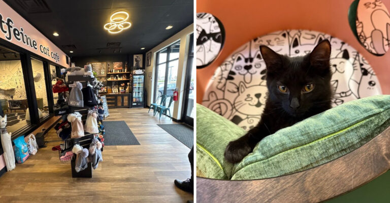 This Comfy Café In Tennessee Serves Coffee With A Side Of Cats