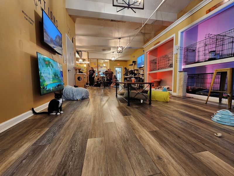 A Cat Cafe Unlike Anything You Have Seen Before