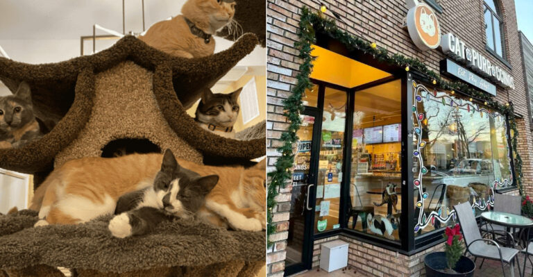 This Cozy Long Island, New York Spot Is A True Heaven For Cat People