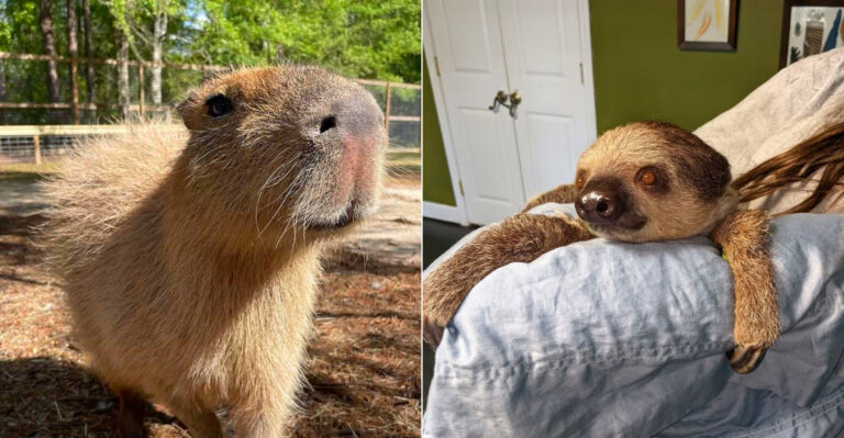 This Cozy Zoo In Mississippi Lets You See Kangaroos, Sloths, And Capybaras Up Close