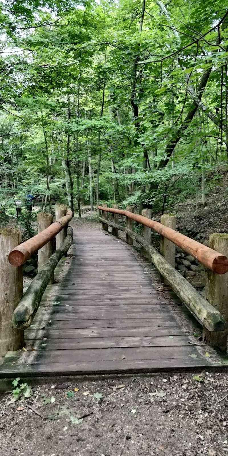 The Trail Winds Through A Wooded Ravine In Grant Park