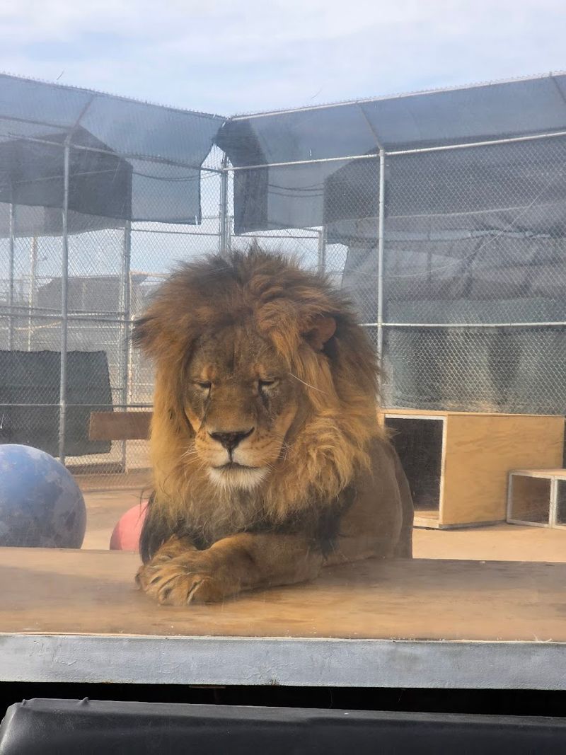 The Sanctuary Has Been Caring For Lions Since 1989