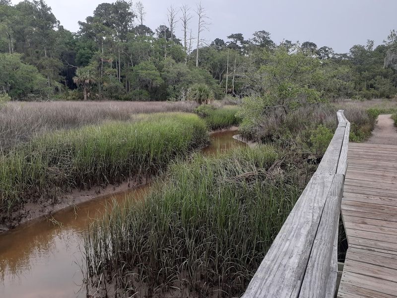 Unique Wildlife And Plant Life Of Coastal Georgia