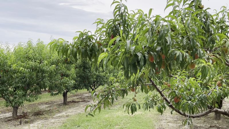 History Of Peach Cobbler In Georgia