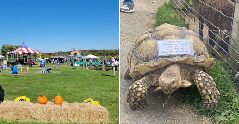 This Kid-Friendly Farm In Massachusetts Combines Animals, Playgrounds, And Country Fun In One Easy Visit