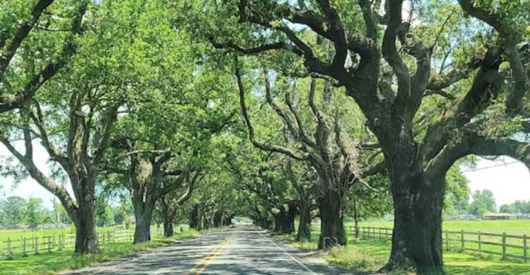 This Louisiana Tree Tunnel Stretches For 12 Miles And Feels Like A Dream