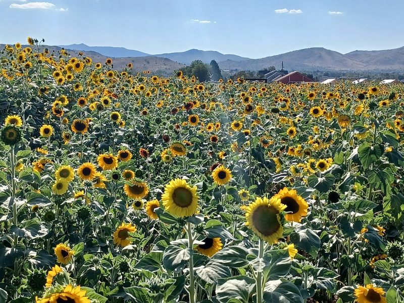 The Farm Is Known For Seasonal Flower Fields