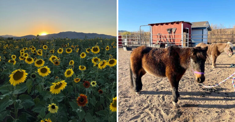 This Nevada Farm Is Filled With Flower Fields, Farm Animals, And Fun For All Ages
