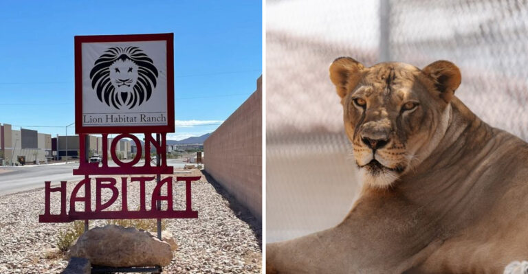 This Nevada Lion Sanctuary Offers One Of The State’s Wildest Animal Encounters