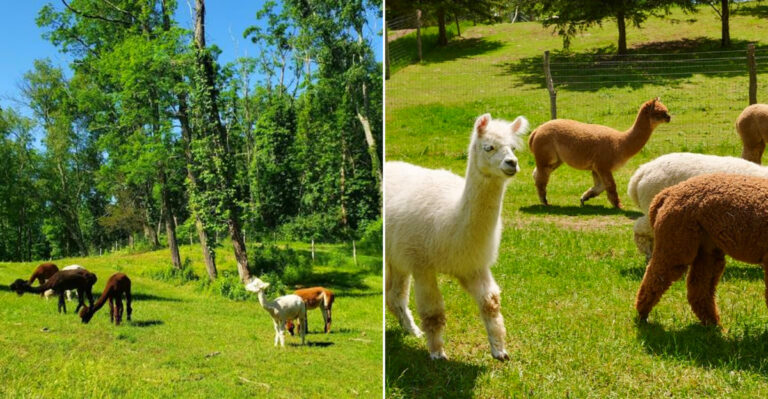 This New York Alpaca Farm Lets Families Take A Walk With The Fluffiest Trail Buddies