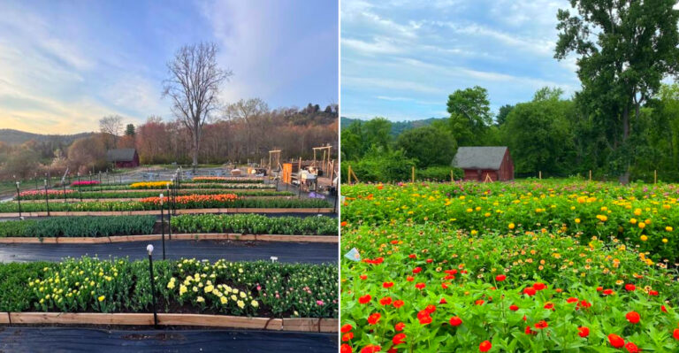 This New York Flower Farm Becomes A Colorful Local Tradition Each Summer