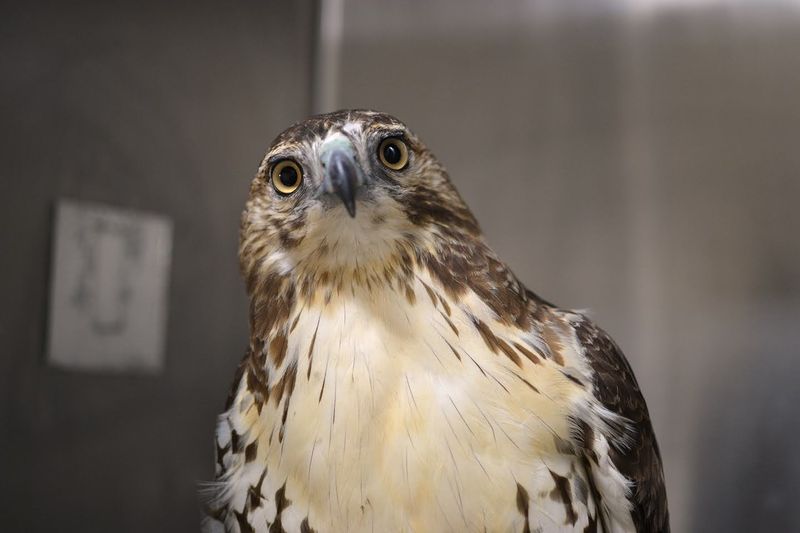 A Wildlife Hospital Unlike Anything Else In The City