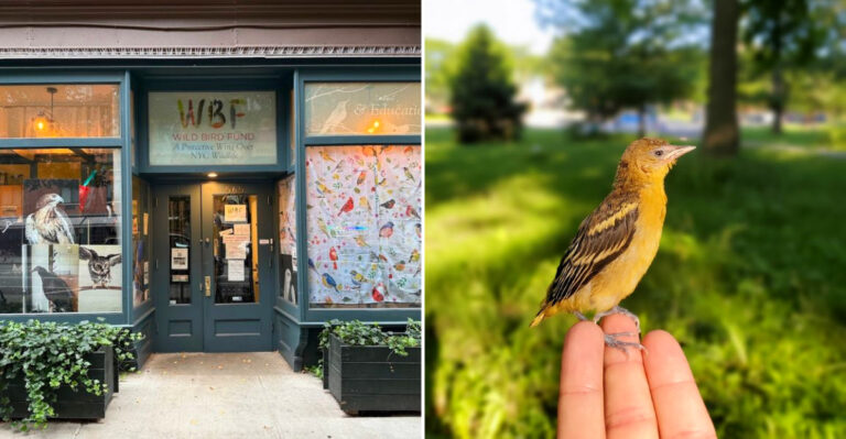 This New York Nonprofit Heals Injured Birds And Welcomes Anyone To Drop In For Free