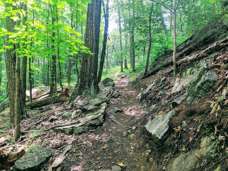 A Forest That Feels Like It Was Kept Just For You
