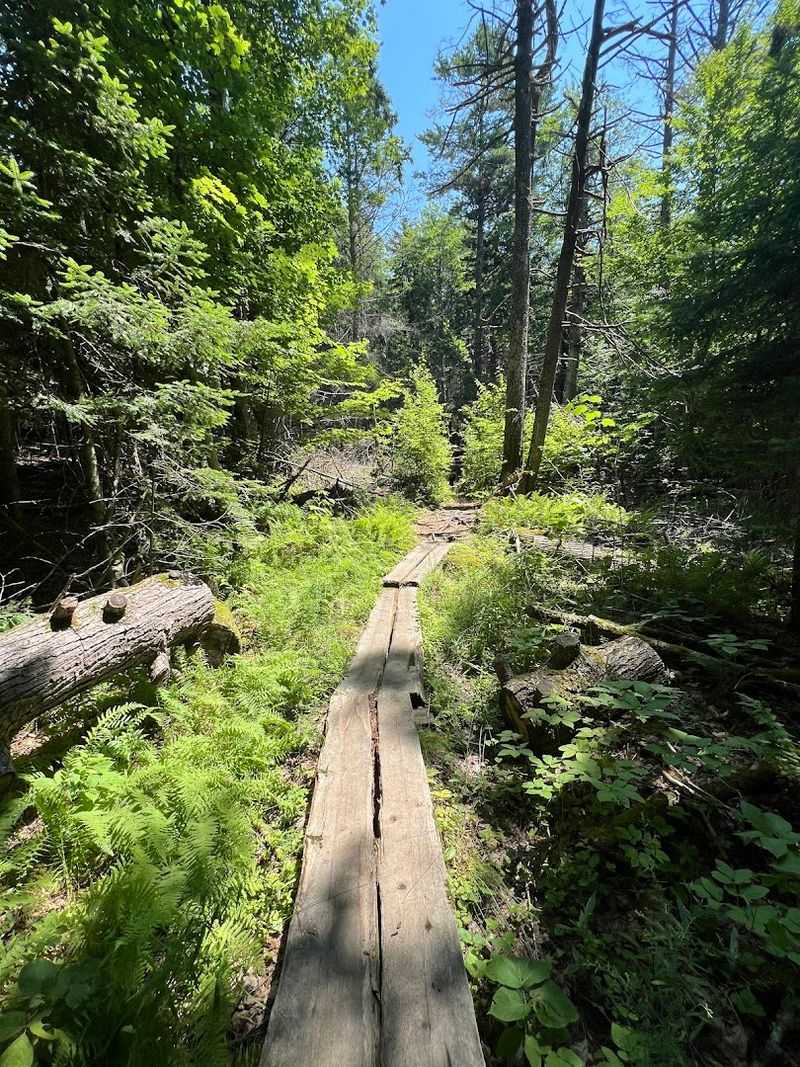 Exploring Serene Walking Trails