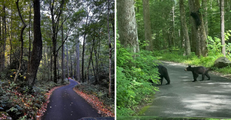 This Short Drive In Tennessee Delivers More Beauty Per Mile Than Anywhere Else