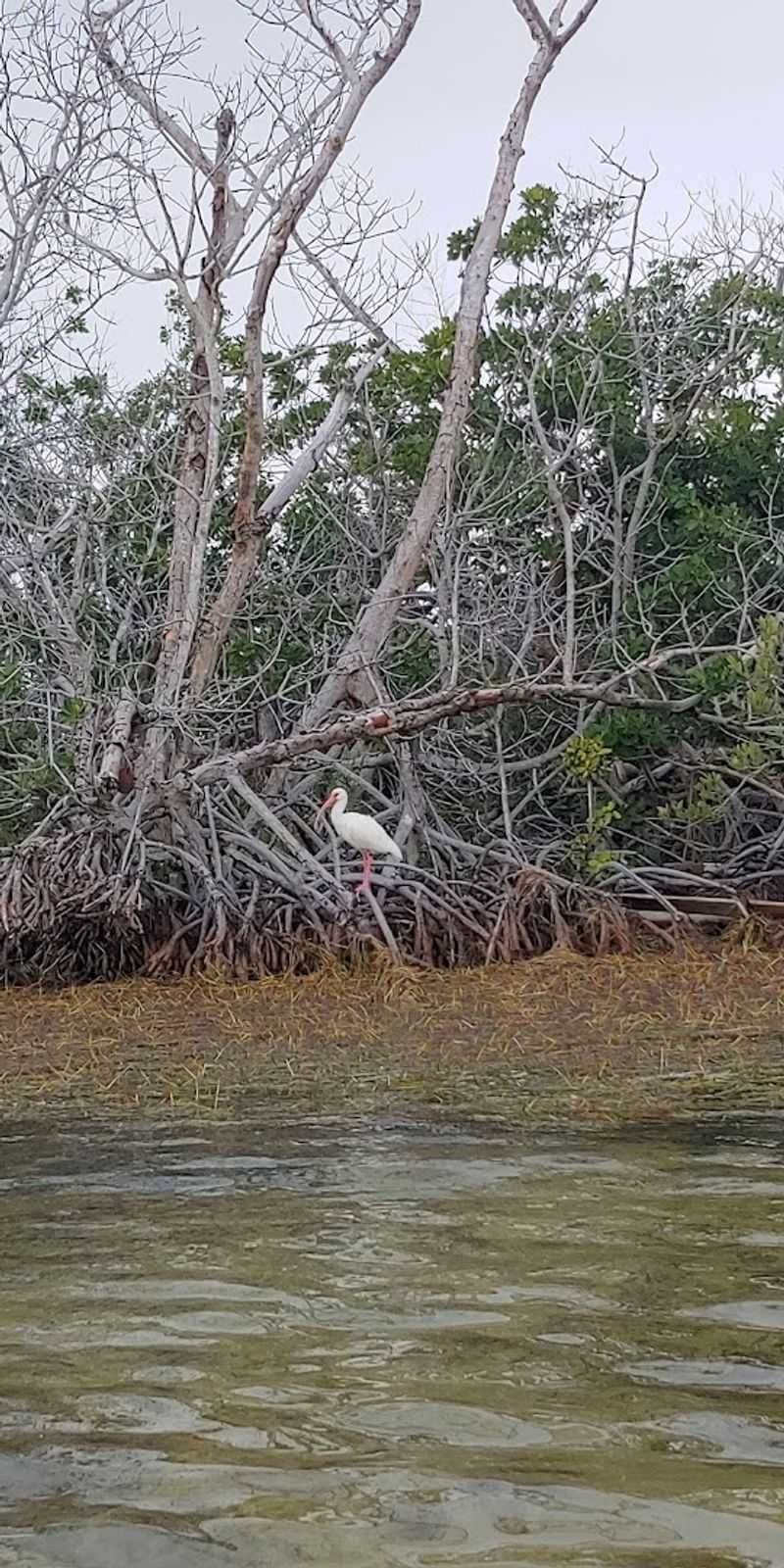 Natural Wildlife Habitats In Remote Locations