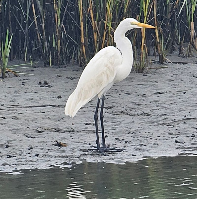 Unique Coastal Wildlife Encounters