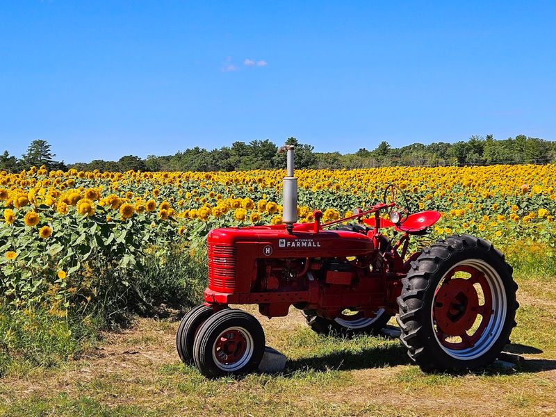 The Sheer Scale Of The Sunflower Fields Will Surprise You