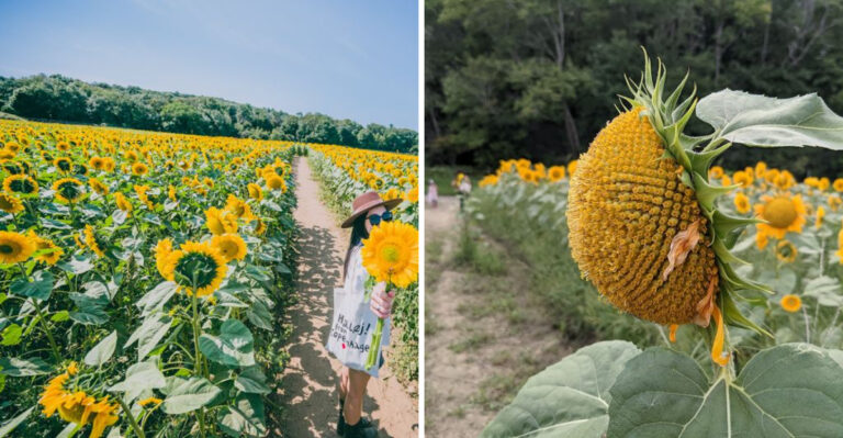 This Sunflower Field In Massachusetts Belongs On Your 2026 Summer Bucket List